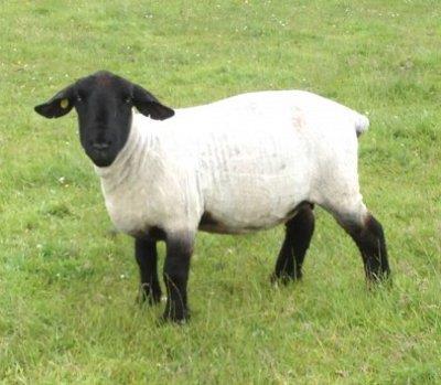 Rasa Suffolk Rasa przede wszystkim mięsna. Owce duże o silnej sylwetce. Ich najbardziej charakterystyczną cechą są czarne głowy i kończyny. Włosie średnio grube, krótkie na podbrzuszu.