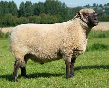 Rasa Shropshire Jak wskazuje nazwa, owce tej rasy pochodzą z hrabstwa Shropshire, położonego w zachodniej Anglii. Rasa została ostatecznie uznana w 1853 roku.