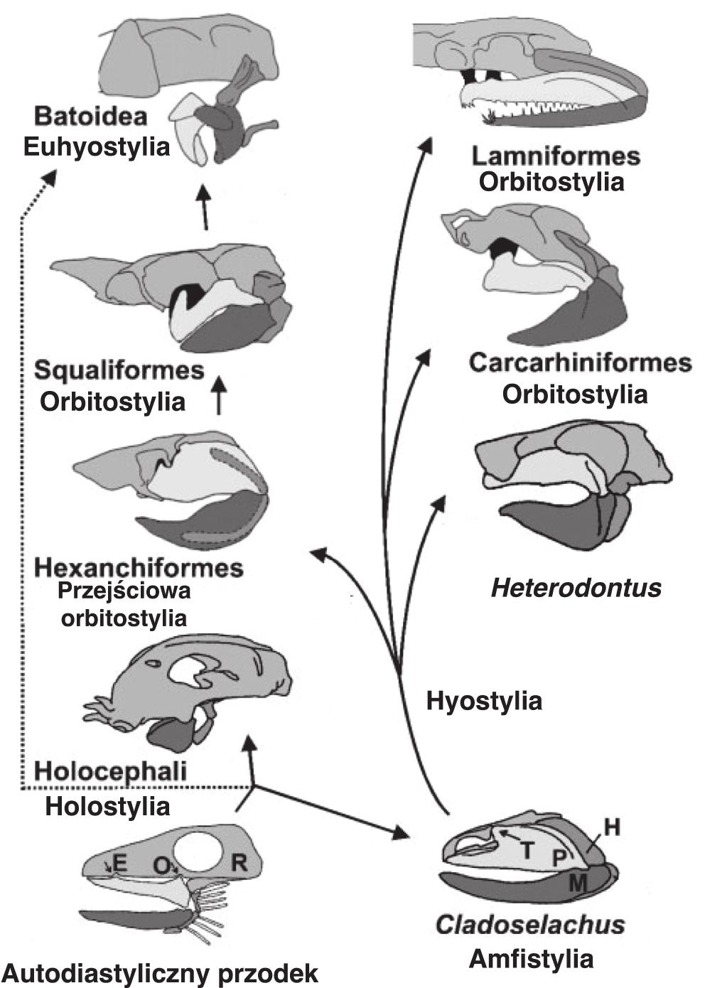 11 WCZESNA-HISTORIA-RYB-I---CHONDRICHTHYES 11 tzw. archeostylia charakteryzuj¹ca najpierwotniejsze chrzêstnoszkieletowe (np. wczesnodewoñska Pucapampella).