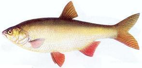 Ryby łowione w naszych wodach: Amur (ctenopharyngodon idella) ma wydłużone ciało, o małej głowie. Linia boczna jest wyraźna i przebiega od górnej krawędzi pokrywy skrzelowej do płetwy ogonowej.