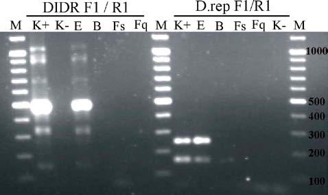 184 A. Masny i inni Nr 2 Tabela II. Względne stężenie DNA w badanych próbkach.