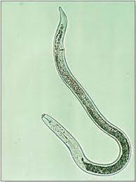 Korzeniak pospolity (P. neglectus) oraz P.