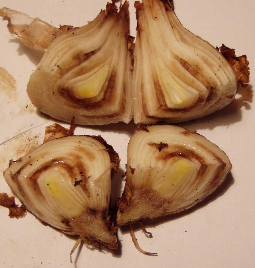 Niszczyk zjadliwy (Ditylenchus dipsaci) Cebula, czosnek Znany