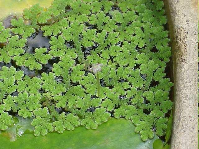 Anabaena