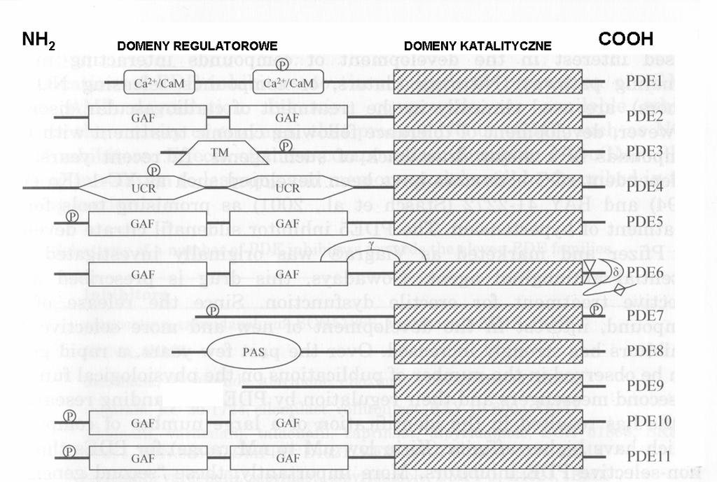 Rycina 8. Uproszczony zmodyfikowany schemat budowy domenowej fosfodiesteraz na podstawie [Soderling i Beavo, 2000; Yuasa i wsp., 2000; Francis i wsp., 2001; Sasaki i wsp., 2002], zmienione.