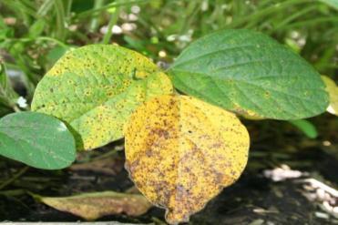 Septorioza - brunatna plamistość liści (Septoria glycines).