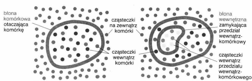 wysoka Błony komórki jako bariery bariery między przedziałami (kompartmentami) -