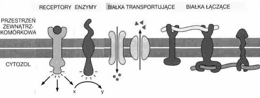 Białka błon plazmatycznych