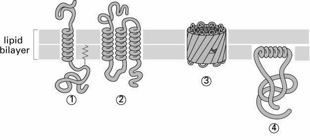 Białka błon Związanie z dwuwarstwą lipidową ułoŝenie transbłonowe -