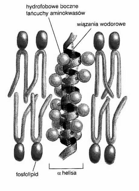 białka integralne Białka integralne -transbłonowe białka monotopowe