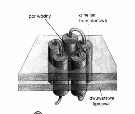 (bakteriorodopsyna, białko pasma 3