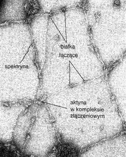 leukocytów Kora komórki