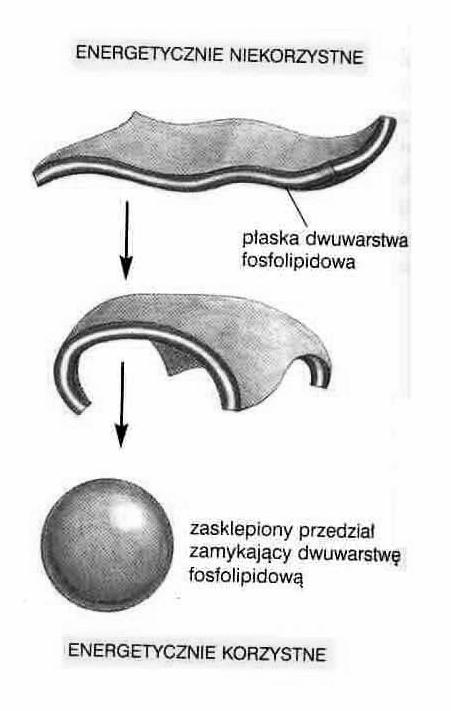 Dwuwarstwa lipidowa - badania na sztucznych