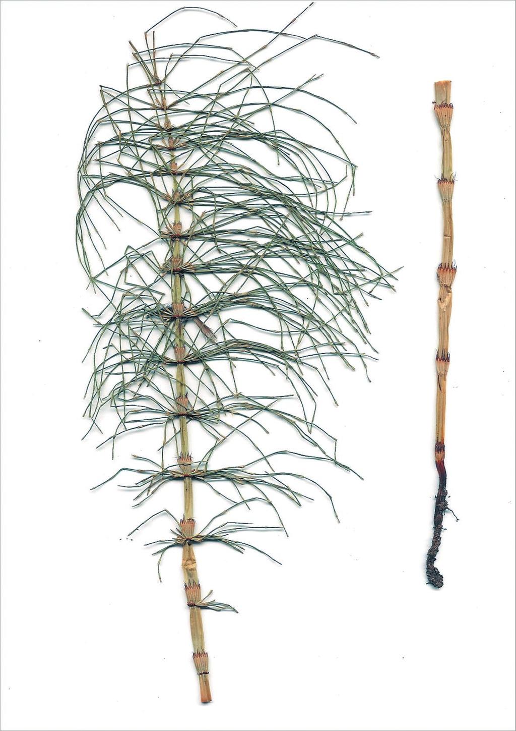59 Equisetum- robertsii-t.-d.-dines-(e.-arvense- -E.-telmateia;-Equisetaceae)-in-Poland 59 Fig. 1. The specimen of Equisetum robertsii T. D.