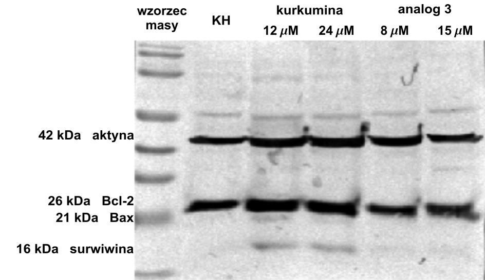 izolowanym z komórek GM 14467 natywnych (KH) oraz poddawanych działaniu wybranych stężeń kurkuminy lub analogu 3 przez 24 godziny.