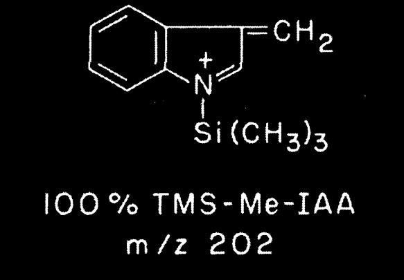 Widmo masowe pochodnej metylowej (B) i