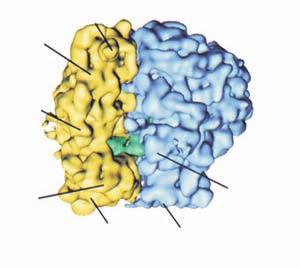 cerevisiae [11], kolorem źółtym oznaczono podjednostkę 40S, niebieskim podjednostkę 60S; C struktura podjednostki 30S E.