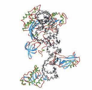 Rycina 5. Struktura 5S rrna dużej podjednostki rybosomalnej H.