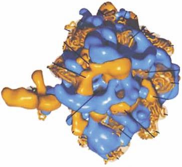 Rycina 6. Położenie białek w dużej podjednostce rybosomu drożdżowego [11]. A widok od strony oddziaływania podjednostek; B widok od strony zewnętrznej.