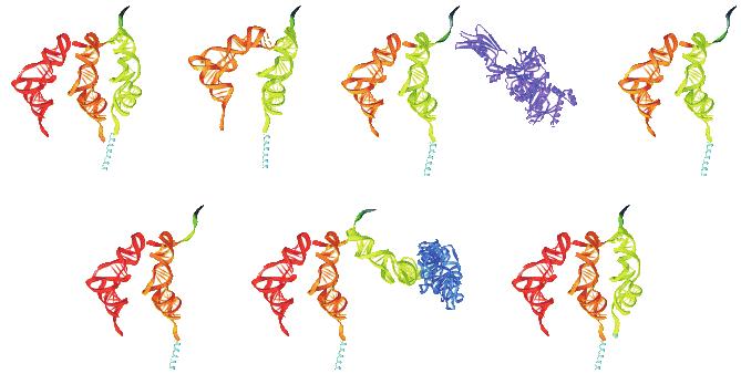 Rycina 8. Translokacja trna podczas elongacji biosyntezy białka [55]: 1 Schemat przedstawiający główne etapy cyklu translokacji (A-G) według modelu hybrydowego.