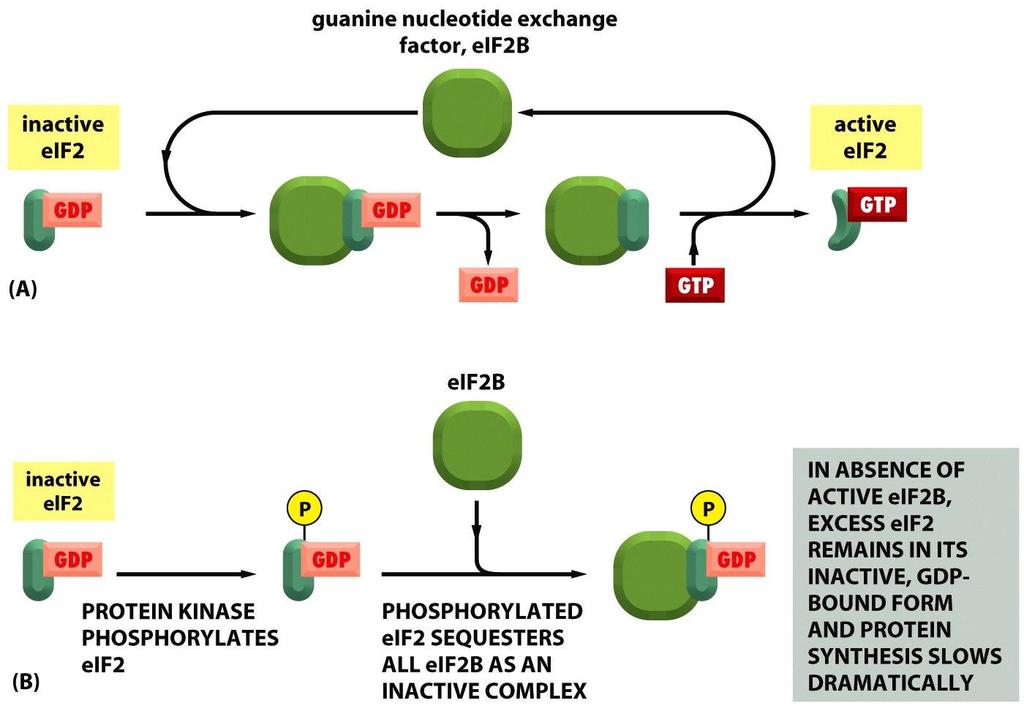 Figure 7-107 Molecular Biology of the