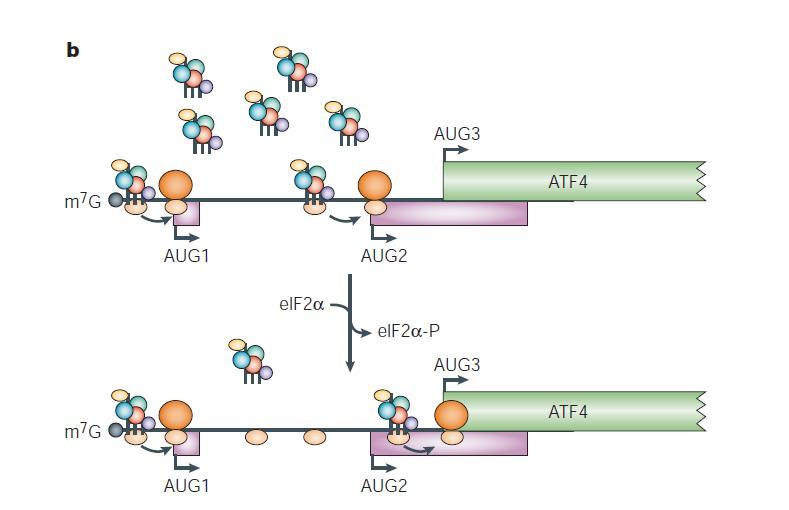 Translation of the mammalian activating transcription factor-4