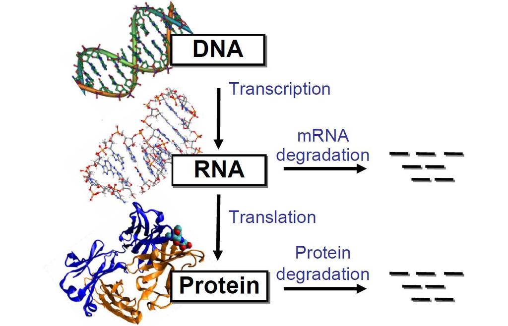 Transkrypcja degradacja mrna Translacja degradacja białek