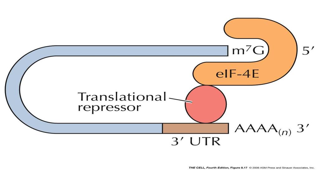 Translacja może być regulowana przez specyficzne wiązanie się czynników białkowych do 3 UTR mrna
