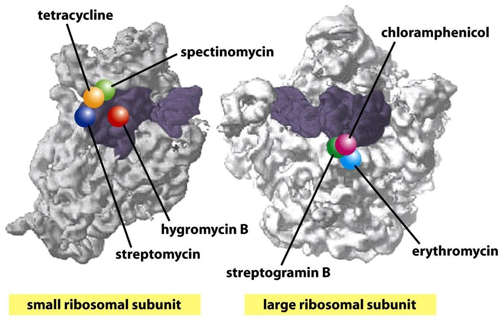 Figure 6-79 Molecular Biology of the Cell (