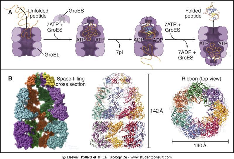 Fałdowanie i Modyfikacje białek Białka opiekuocze wiążą segmenty hydrofobowe białek lub