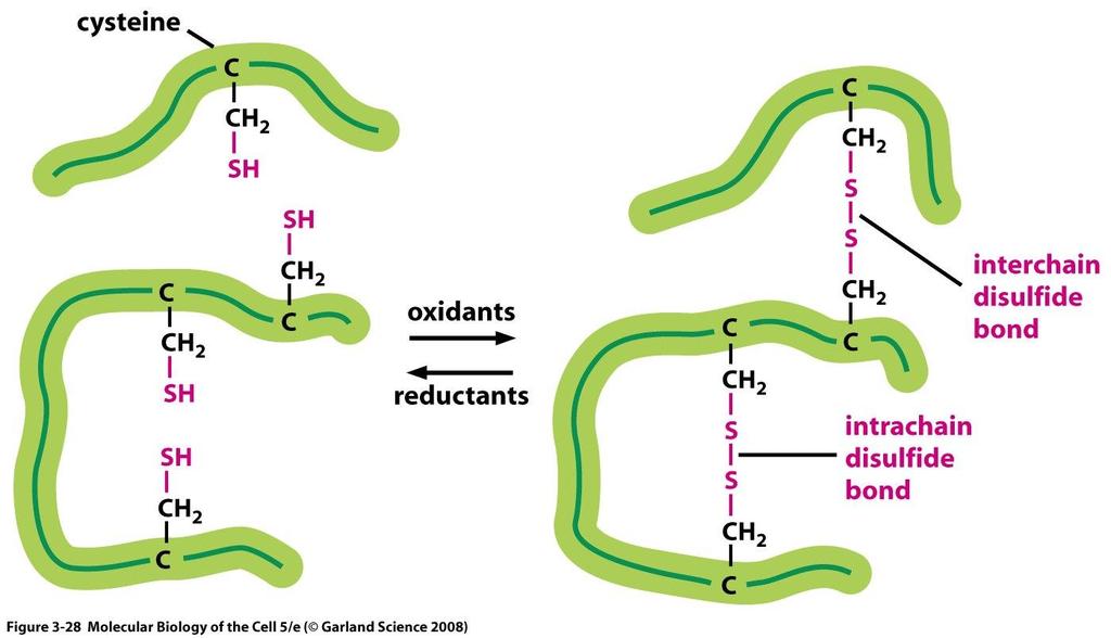 Fałdowanie i Modyfikacje białek Mostki dwusiarczkowe wzmacniają strukturę