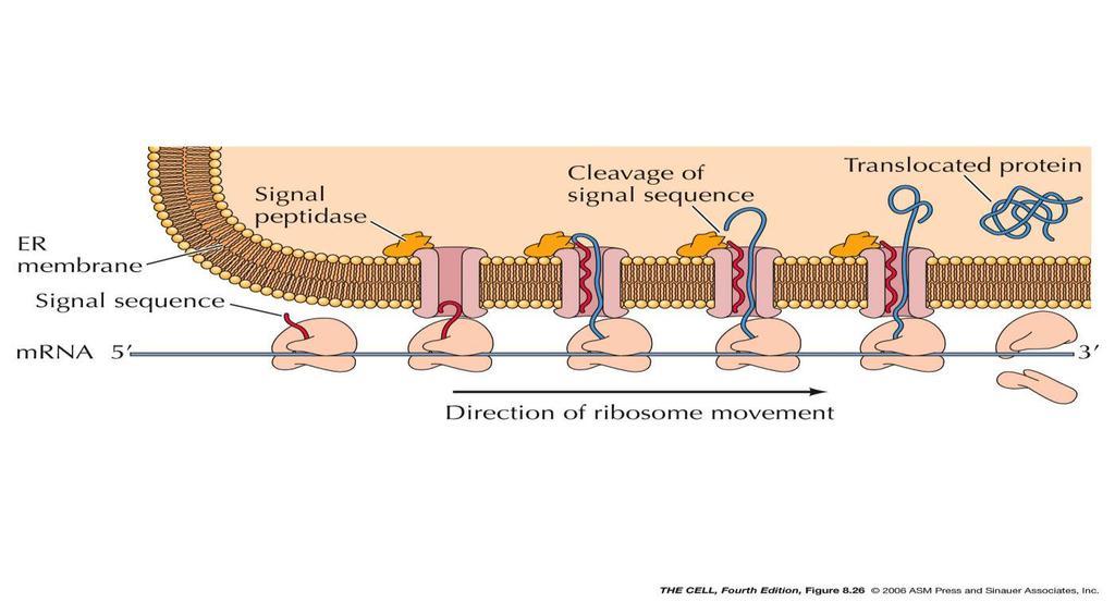 Cięcie białek Proteoliza jest ważnym etapem w dojrzewaniu wielu białek i wiąże się z cięciem łańcucha polipeptydowego Sekwencje