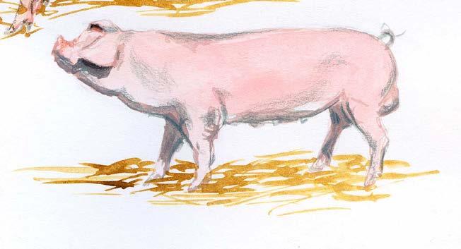 biała zwisłoucha (Polska) mangalica