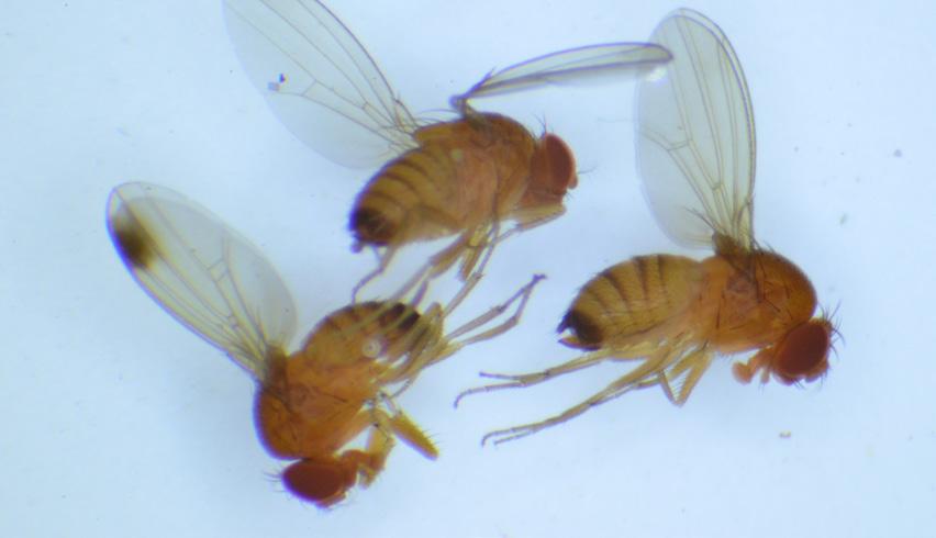 Fot. 17. Muszka palmoskrzydła, samiec i 2 samice Fot. 18. Pułapka do odłowu much Drosophila suzukii TABELA 13.