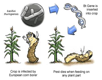 Bacillus thuringiensis Gen Bt jest wprowadzany do genomu kukurydzy Kukurydza jest