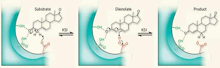 Mechanizm reacji enzymatycznej Przyład: izomeraza etosteroidowa (etosteroid isomerase KSI) - w etosteroidach atalizuje migrację wiązania