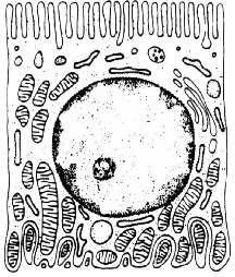 Kanalik proksymalny Komórka kanalika proksymalnego nabłonek