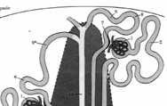 Rozmieszczenie kanalików nerkowych w różnych obszarach miąższu nerki Rozmieszczenie kanalików