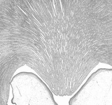 nabłonek przejściowy dróg moczowych (urotelium) - cienka blaszka właściwa cienka warstwa