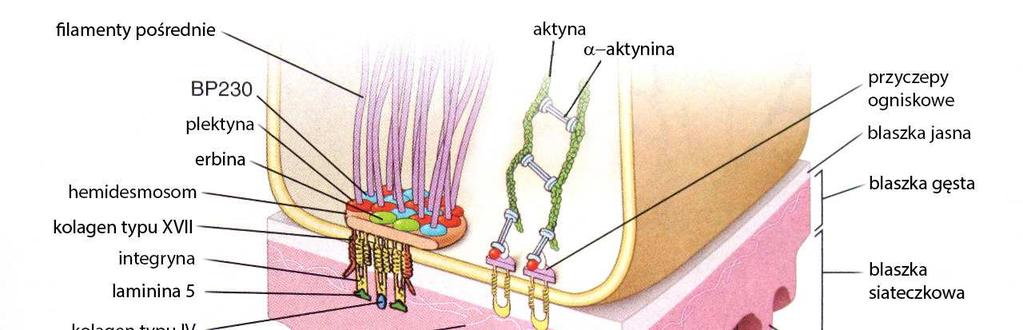 M.H., Pawlina W., Histology.