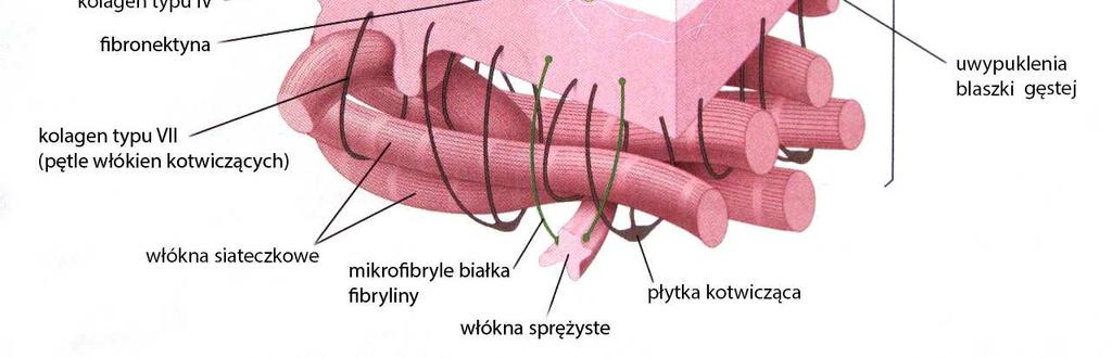 Połączenia błony podstawnej z nabłonkiem