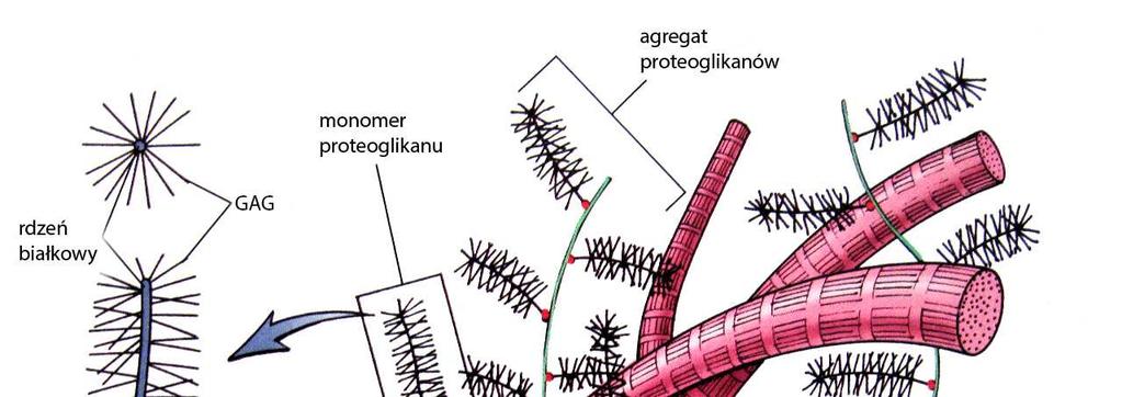 Rozdział 2. Budowa histologiczna skóry Glikozaminoglikany (GAG) zbudowane są z powtarzających się cząsteczek dwucukrowych (Ryc. 20).