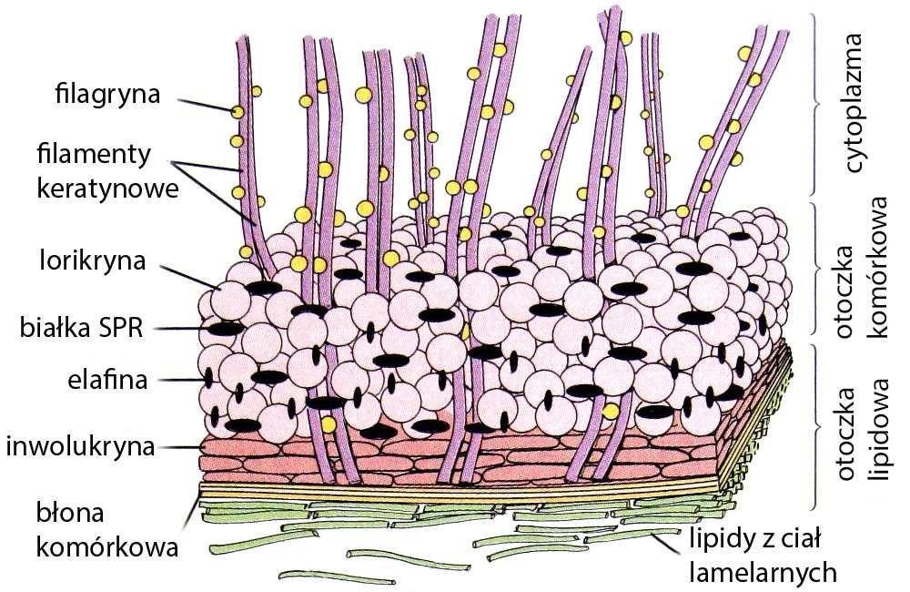 Marcin Błaszczyk Histologia dla kosmetologów Ryc. 27. Bariera wodna naskórka [za: Ross M.H., Pawlina W., Histology.