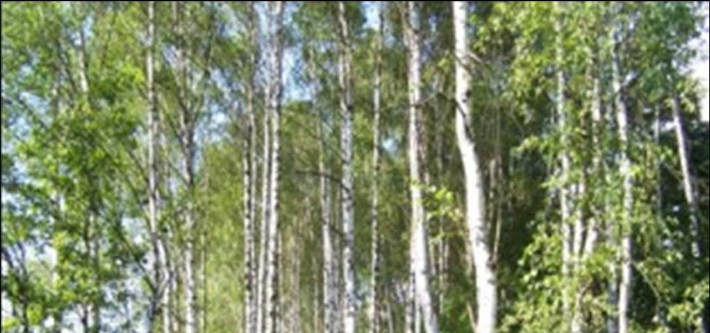 Będąc na jednej z pieszych wycieczek zawędrowałem w przepięknie