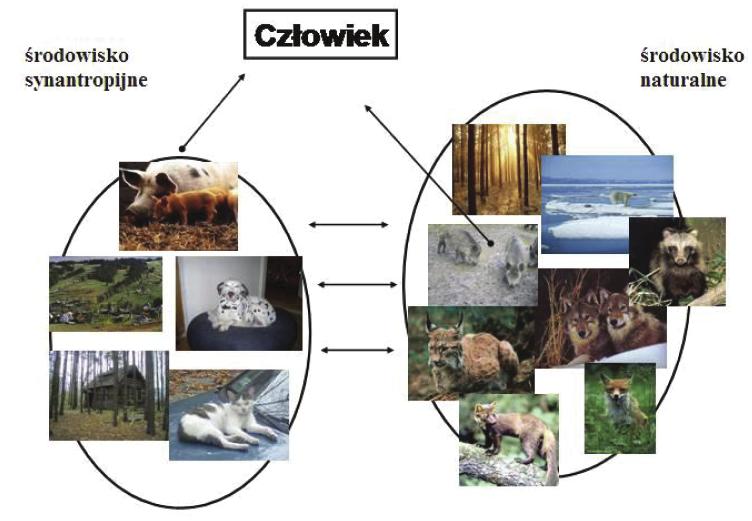 Włośnica u zwierząt wolno żyjących 97 Tabela 1. Aktualna charakterystyka 11 genotypów Trichinella. Gatunek lub genotyp T.
