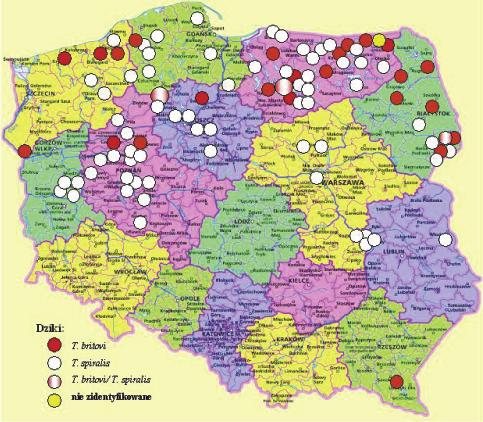 Włośnica u zwierząt wolno żyjących 101 Ryc. 3. Miejsca pozyskania izolatów z rodzaju Trichinella od świń domowych na terenie Polski.