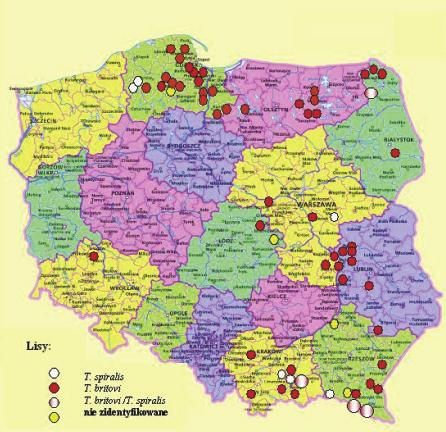 2001). Niestety nie przeprowadzono badań identyfikujących gatunek włośni odzyskanych od rysia. Wiadomo też, że larwy T. britovi stwierdzono w mięśniach 3 wilków, których zwłoki znaleziono w 2002 r.