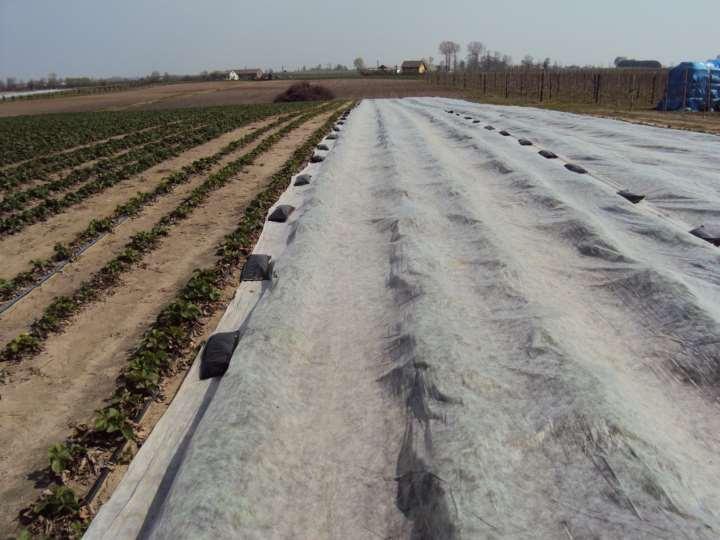 dobre przewietrzanie i szybkie obsychanie plantacji mimo bogatej palety