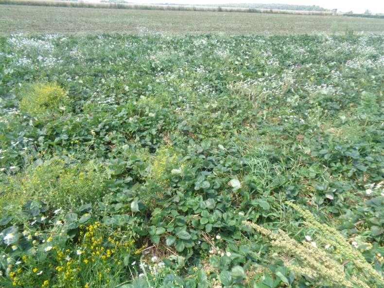 Metody agrotechniczne to przede wszystkim działania profilaktyczne Czyli: - zakładanie plantacji ze zdrowych sadzonek,