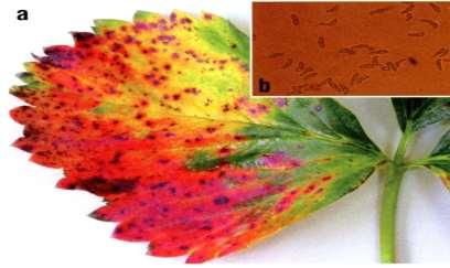 Biofungicyd Vaxiplant SL- polisaharyd - laminaryna zwiększa odporność roślin która jest skierowana przeciwko różnym patogenom!